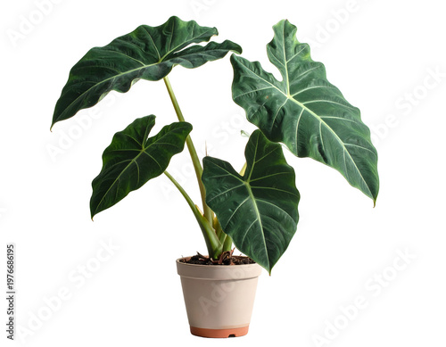 Large, lush green plant with broad, veined leaves in a pot