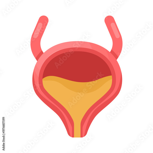 Human bladder structure shown with urinary fluid in cartoon style. Suitable for anatomy study, medical education, healthcare content, and biology learning resources. vector illustration.
