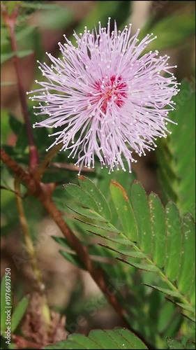 Delicate pink mimosa flower closeup macro wildflower blossom, green leaf foliage, nature garden plant, tropical outdoor bloom, summer sunlight