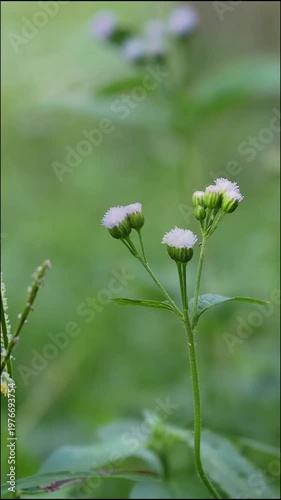 Small flower wildflower green nature plant meadow weed in soft focus bud and blossoming stem macro outdoor summer meadow nature plant