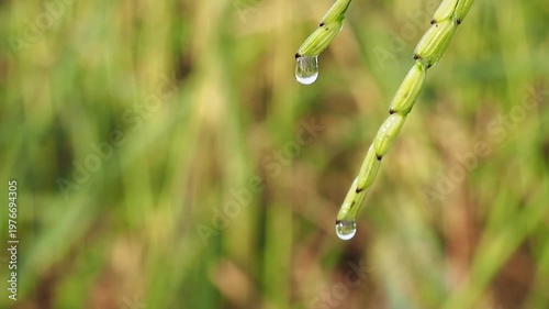 Serene rice ear droplet and dew drop on rice plant in green field agriculture farm, fresh water macro nature background in summer morning light