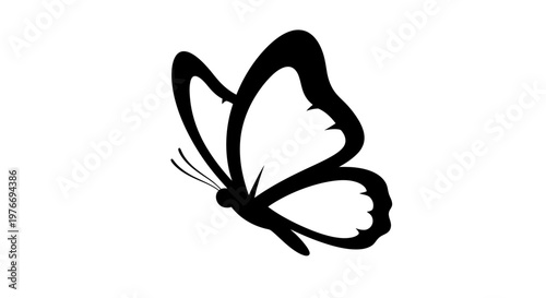 butterfly on white background