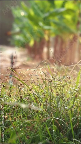 Morning dew on grass near banana tree farm with warm sunlight in rural nature field, fresh green foliage and tranquil outdoor landscape