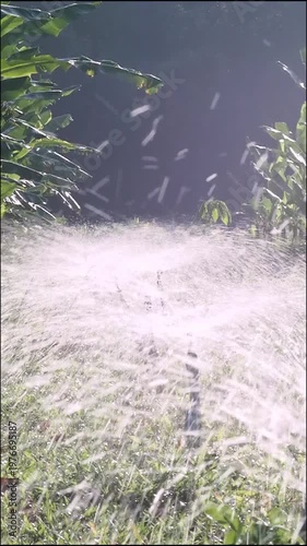 Banana plantation irrigation water sprinkler spray morning farm light green leaf crop field scene fresh agriculture landscape mist spray