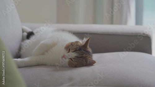 pet care concept with play and happy feeling with scottish cat in living room 