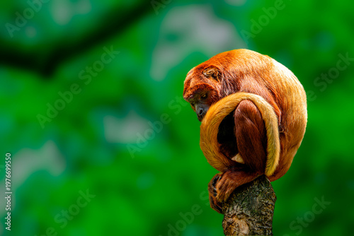 Canvas Print Red Howler Monkey Sitting
