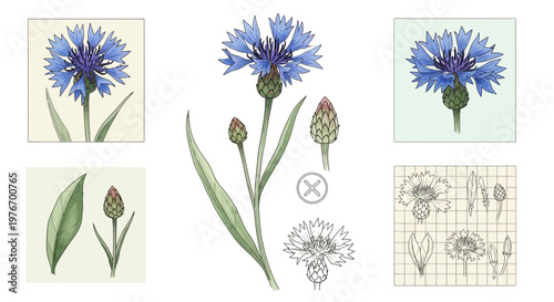 Botanical illustration of a blue cornflower with buds and leaves, vintage style