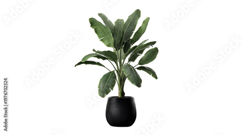 Foto Realistic 3D render of a vibrant tropical houseplant in a sleek dark pot, isolated on a transparent background