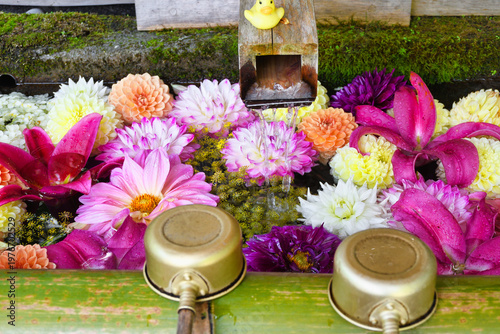 草津温泉　白根神社 美しい花手水　(日本群馬県吾妻郡草津町）Kusatsu Onsen, Shirane Shrine (Shirane Jinjya): Beautiful flower-filled water basin (Kusatsu Town, Agatsuma District, Gunma Prefecture, Japan)