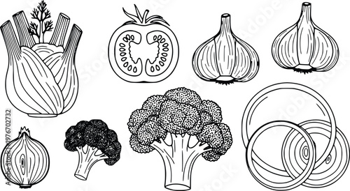 Vector graphic illustration features a collection of fresh organic vegetables including bulbous fennel, ripe tomato slices, pungent garlic cloves, healthy broccoli florets and sliced onion rings.