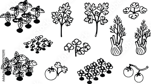 Black and white vector illustration features basil plants, aromatic fresh parsley, bulbous fennel stalks, juicy vine tomatoes and rows of healthy herbs.
