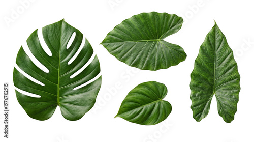 Obraz na plátne Five large green tropical leaves, including monstera and alocasia, isolated on transparent