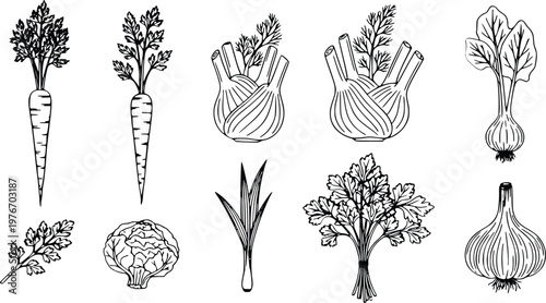Collection of Hand-drawn style vector illustration presents a diverse  garden vegetables and essential cooking herbs, ideal for culinary art, recipe designs, food packaging, and healthy lifestyle