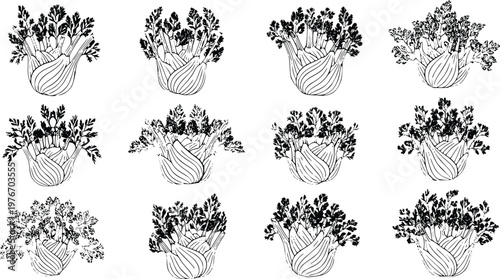 Collection of detailed fennel bulb illustrations rendered in a classic black and white vector graphic style to provide a crisp botanical design element suitable for various culinary arts and graphic