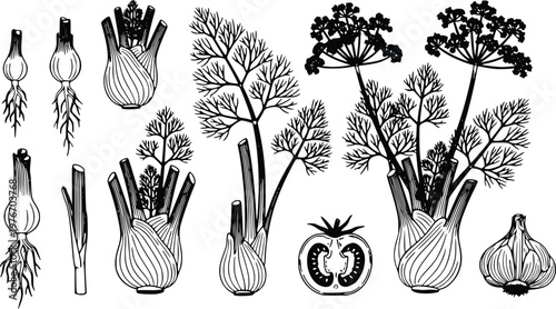 Botanical black and white vector illustration graphic showing various fennel plant growth stages, including roots, bulbs, fronds, garlic bulb and halved tomato, ideal for educational, herbal