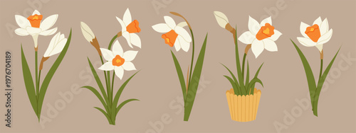 Set daffodil flowers in different compositions. For spring design, floral decoration, greeting card and botanical project.