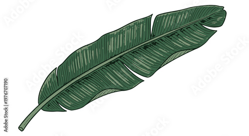 Green Banana Leaf Isolated on White.