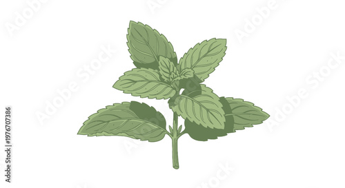 Fresh Green Mint Leaves on Stem.
