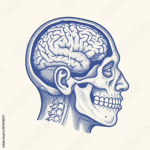 Human brain - vintage illustration