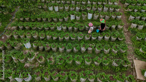 Tourists Picking Strawberries at Ciwidey Hills Bandung