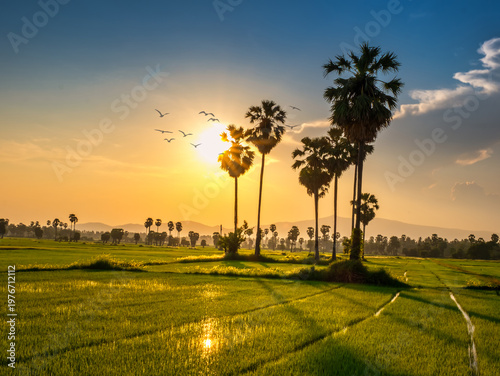 Beautiful scenery silhouette Sugar Palm Tree on the rice field before Sunset in the evening at Phetchaburi province,Thailand.