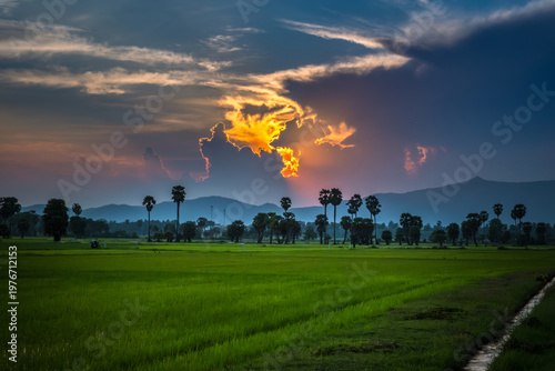 Beautiful scenery silhouette Sugar Palm Tree on the rice field before Sunset in the evening at Phetchaburi province,Thailand.