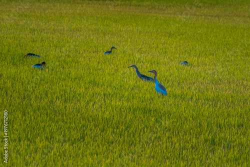 Chinese pond heron birds standing on the paddy field in Phetchaburi, Thailand.