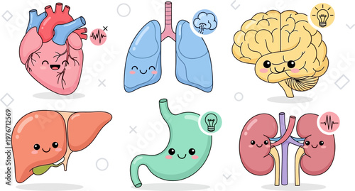 Cute cartoon human internal organs set with smiling faces, including heart, lungs, brain, liver, stomach, and kidneys.