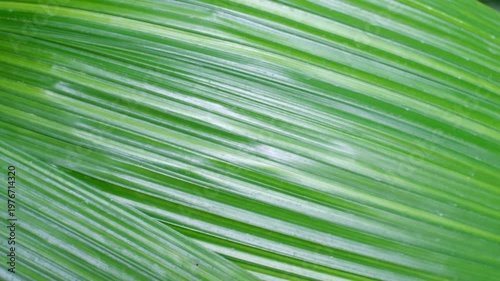Tropical palm leaves close-up, texture and natural background.
