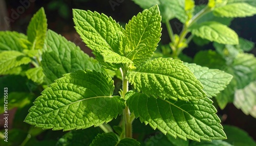 A close-up of vibrant green leaves with textured surfaces