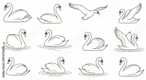 Elegant Swan Sketches - A Collection of Graceful Waterfowl Illustrations.