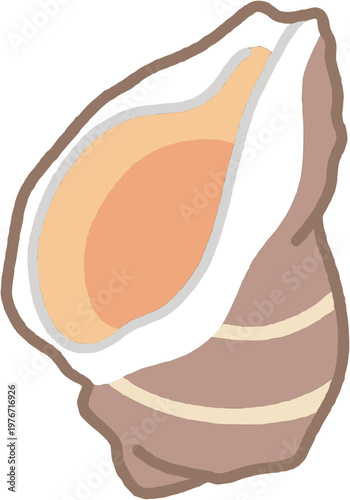 sea shell conch illustration