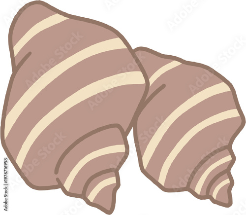 sea shell conch illustration