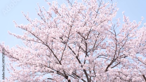 Blooming pink cherry blossom tree against blue sky.