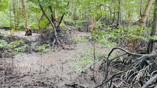 Mangrove forest in Lumut Malaysia, trees in mangrove city park