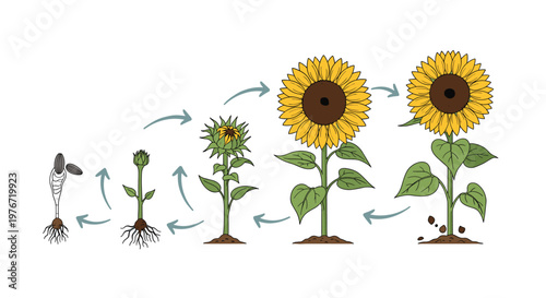 Scientific illustration showing the complete life cycle of a sunflower from seed and sprout to a blooming flower.