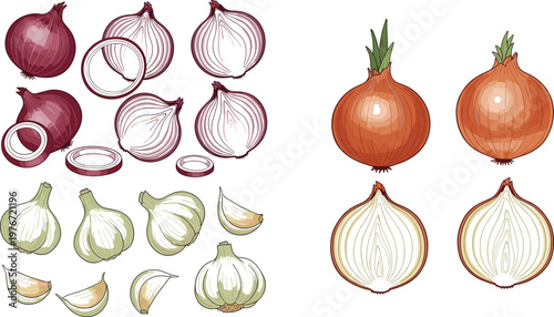 Onion and garlic illustration set featuring red, yellow, and white bulbs, slices, rings, and cloves in detailed vector design style