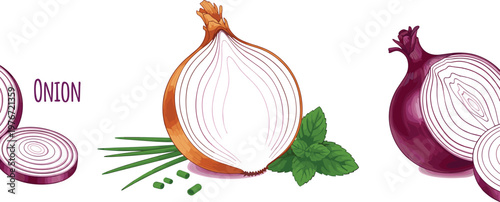Onion illustration set featuring sliced rings, cross section bulb, red onion, and fresh herbs with detailed food vector design elements