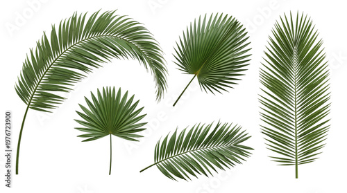 Εκτύπωση καμβά Collection of tropical green palm leaves and fronds in various shapes and sizes
