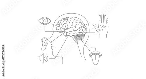 Illustration depicting human senses and brain connections in a linear style