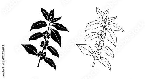 Detailed black and white botanical illustration of coffee branches with berries