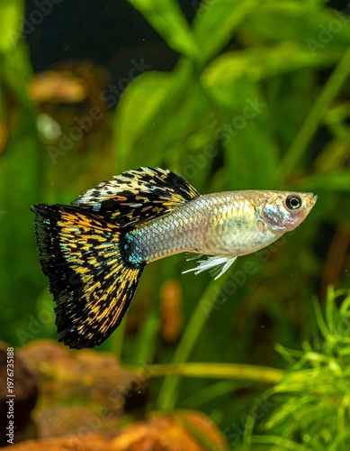 Close-up of a guppy with colorful patterned fins, aquatic plant life around