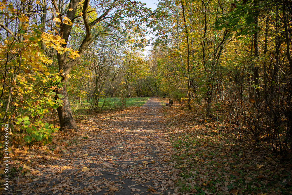 Obraz premium Autumn forest path with fallen leaves and sunlight in woodland landscape