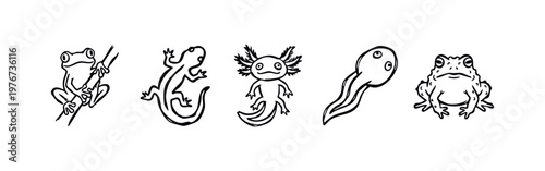 Hand Drawn Sketch Style Amphibian Set featuring Frog Toad Axolotl and Tadpole