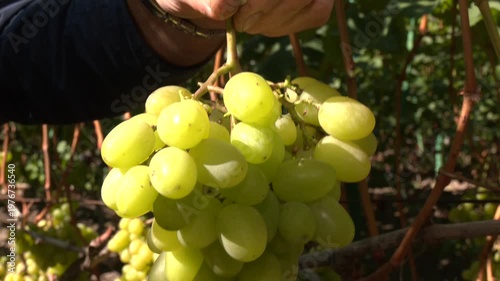 A farmer holds a bunch of green grapes. Close-up. Viticulture. Grape farm. Close-up of ripe grapes ready for harvest. Bunches of grapes in a vineyard in a rural garden
