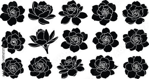 Black and white succulent plant succulents plants flowers