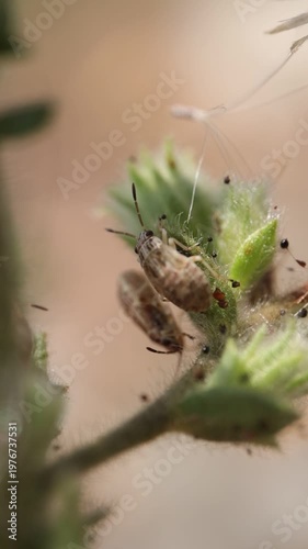 spider on a leaf