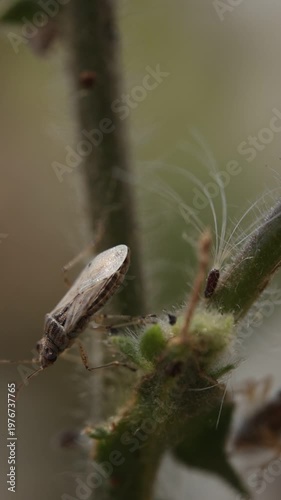 caterpillar on a leaf