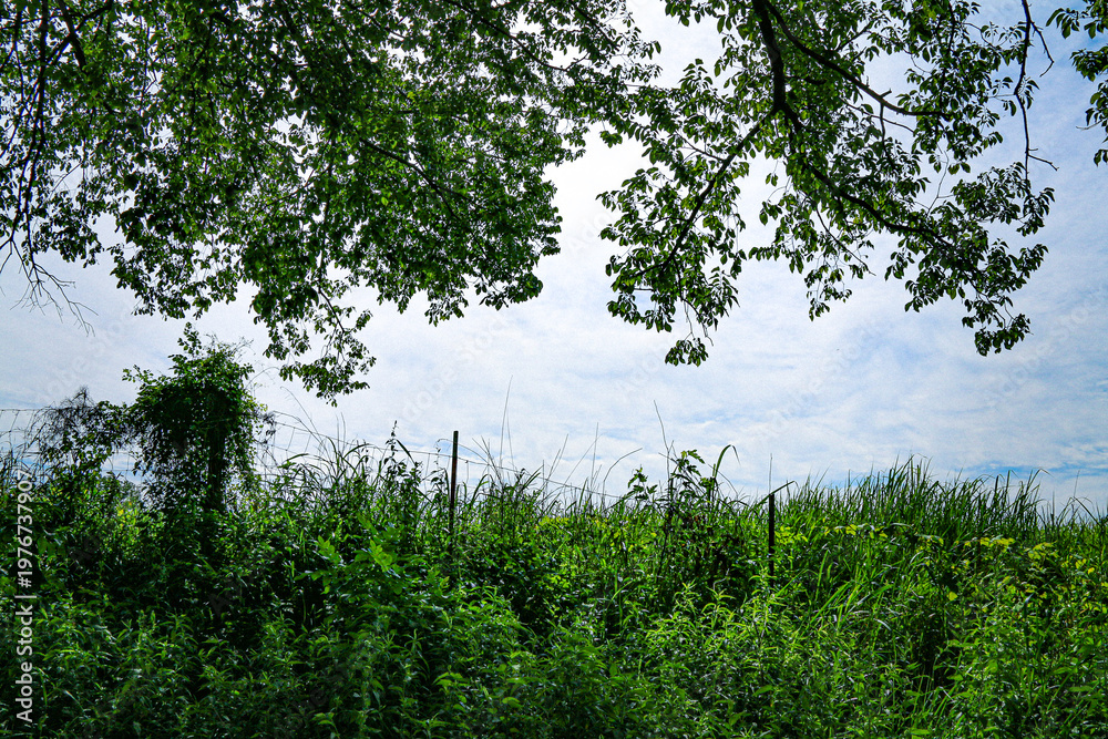 Fototapeta premium Tall green grass and wild foliage grow beneath overhanging tree branches against a bright blue sky the outdoor scene feels lush natural peaceful and full of summer sunlight