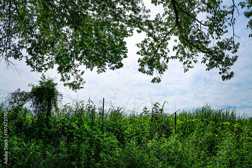 Tall green grass and wild foliage grow beneath overhanging tree branches against a bright blue sky the outdoor scene feels lush natural peaceful and full of summer sunlight